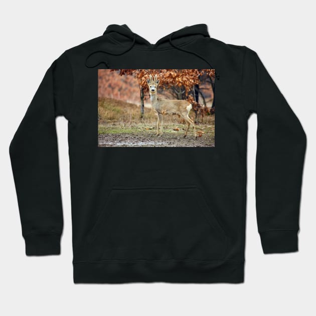 Roe deer family Hoodie by naturalis